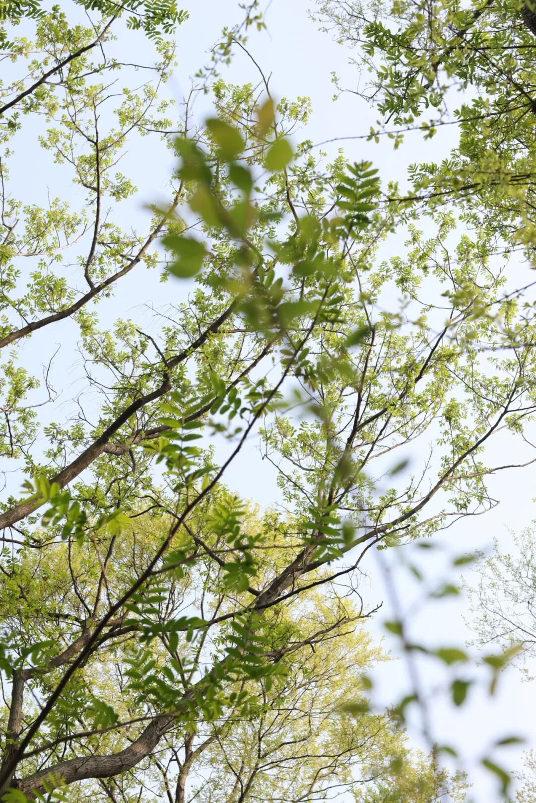 烟火慢烤岁月长，并肩同享好春光|竞艺装饰2026春日露营记